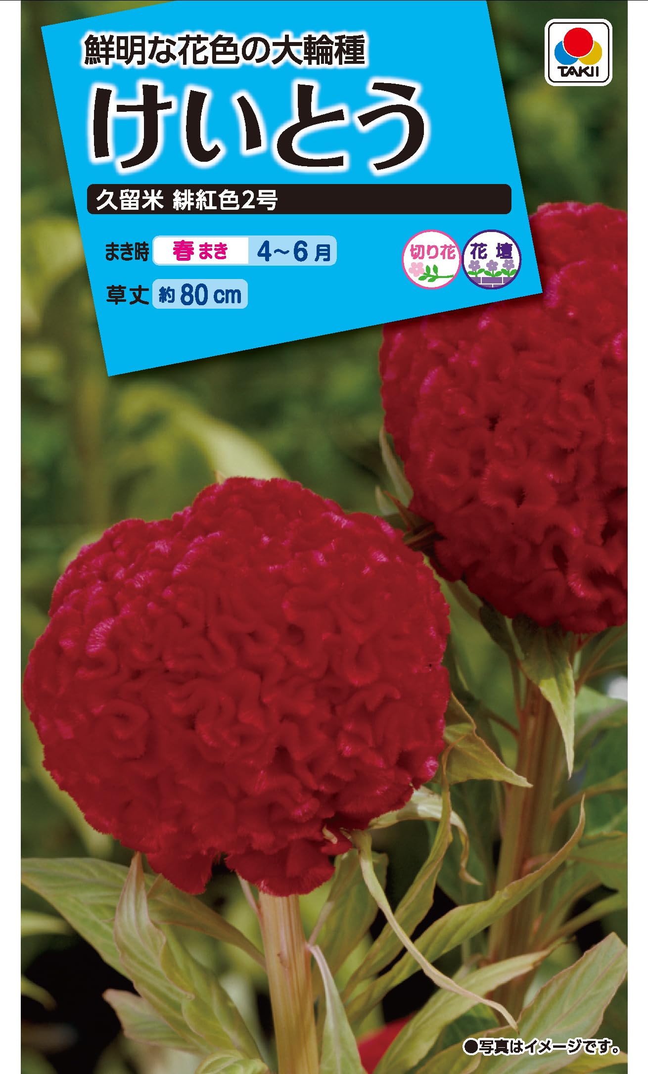 Amazon | タキイ種苗 鶏頭 久留米緋紅色2号 | 果物
